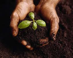 hands holding plant