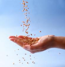 seeds